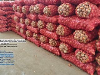 Estimados, Somos productores y proveedores de ajo (fresco, congelado,