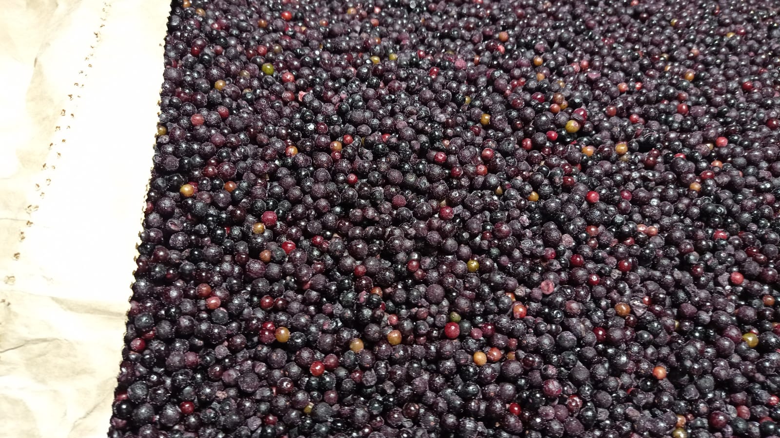 Venderé bayas de saúco congeladas en bolsas de 25 kg
