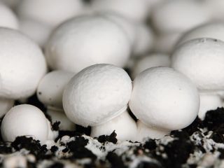 Señoras y señores, buscamos productores de setas blancas, marrones