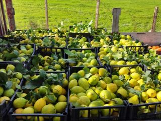 Vendo limones de azahar blanco, para quien le interese