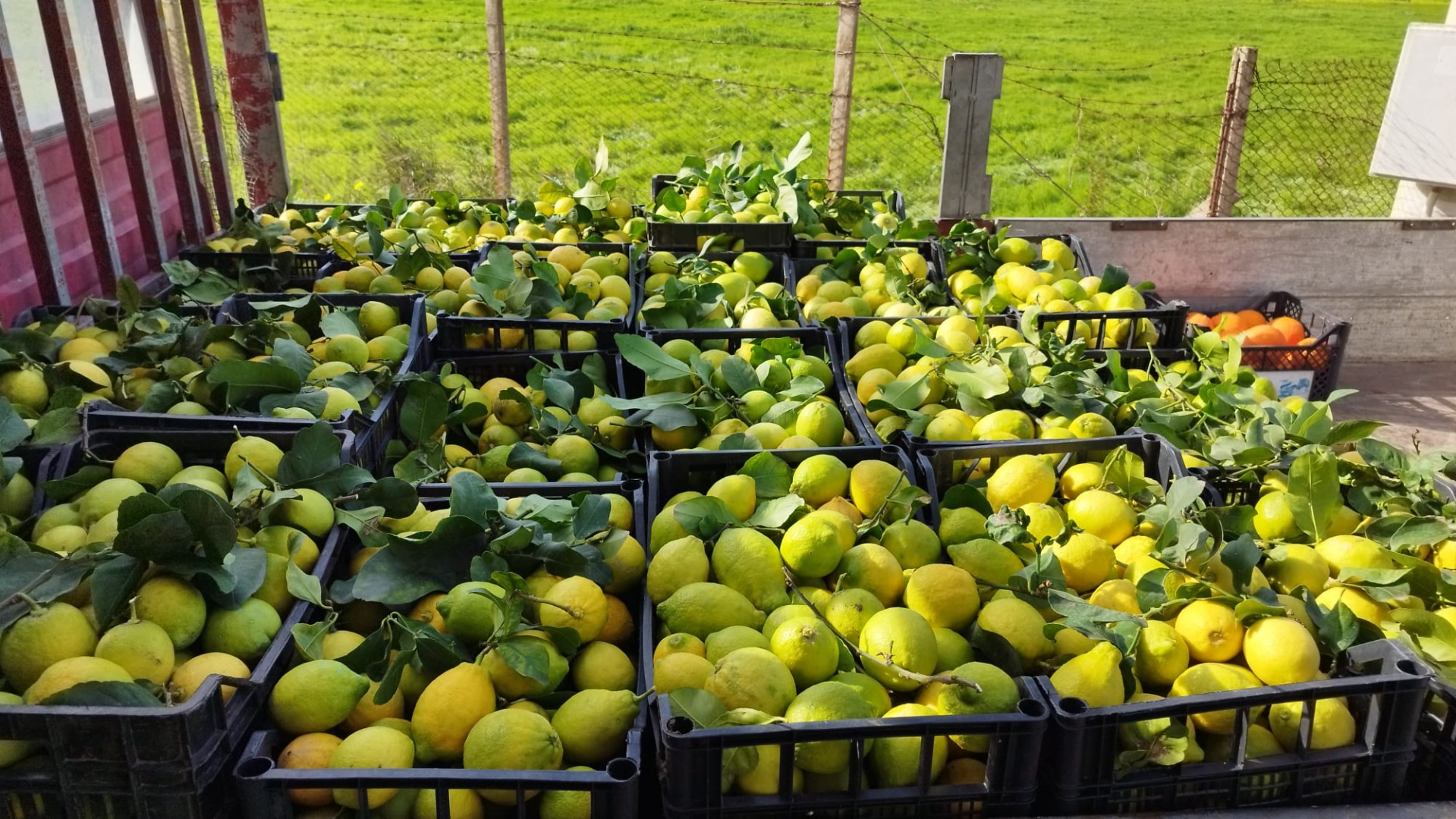 Vendo limones de azahar blanco, para quien le interese se puede poner en contacto conmigo, tengo grandes cantidades