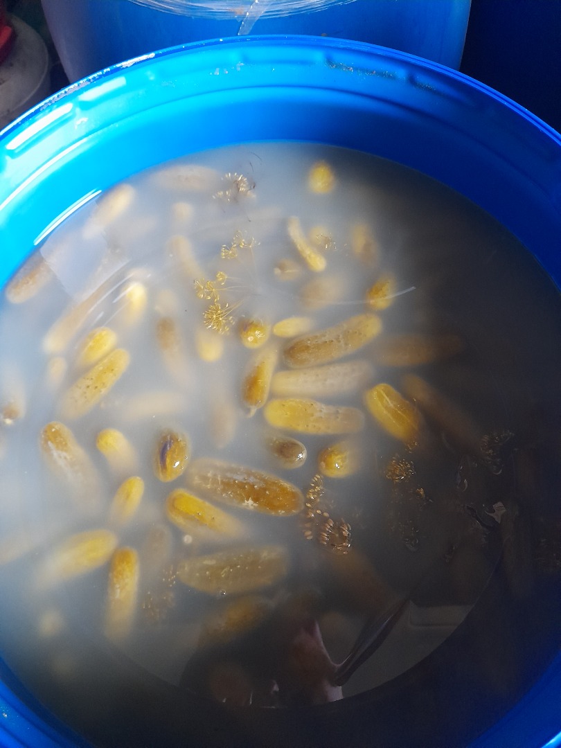 Venderé pepino en escabeche de mi propia granja, en escabeche naturalmente crujiente, fragante, tamaño hasta 12 cm