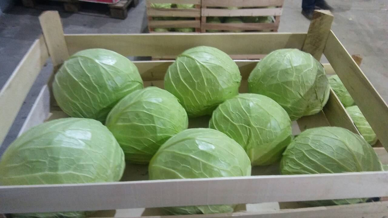 Venta de col durante todo el año