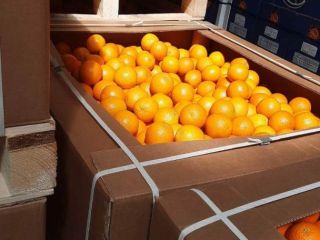Naranja egipcia de alta calidad. Directamente del fabricante. Pedido