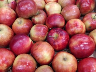 Tengo manzanas a la venta. Campeón, Red Prins. Gala,