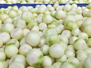Hola vendo cebollas peladas cal 4+ cebollas sanas y