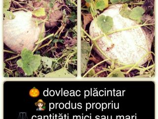 Vendo calabaza 2022 de producción propia.