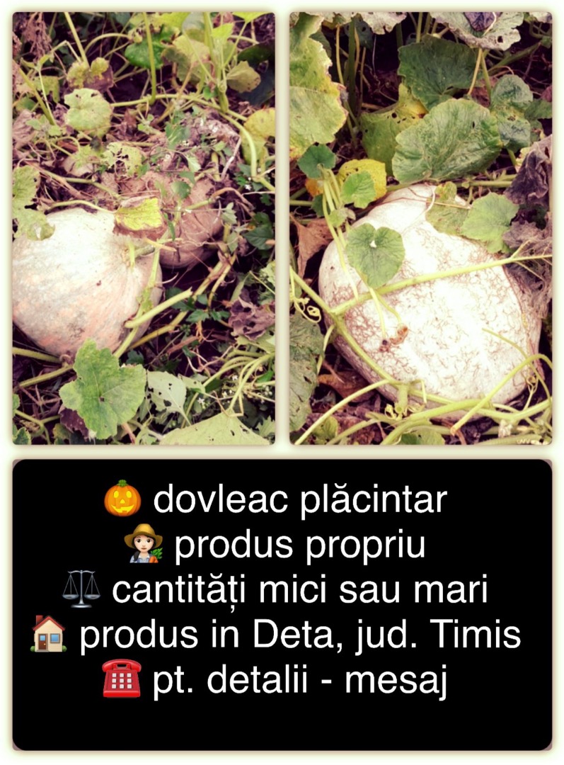 Vendo calabaza 2022 de producción propia