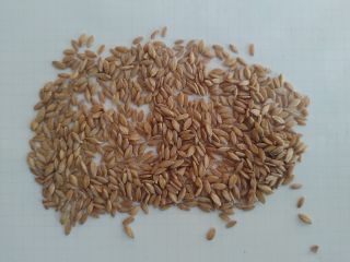 Einkorn ecológico pelado en big bag
