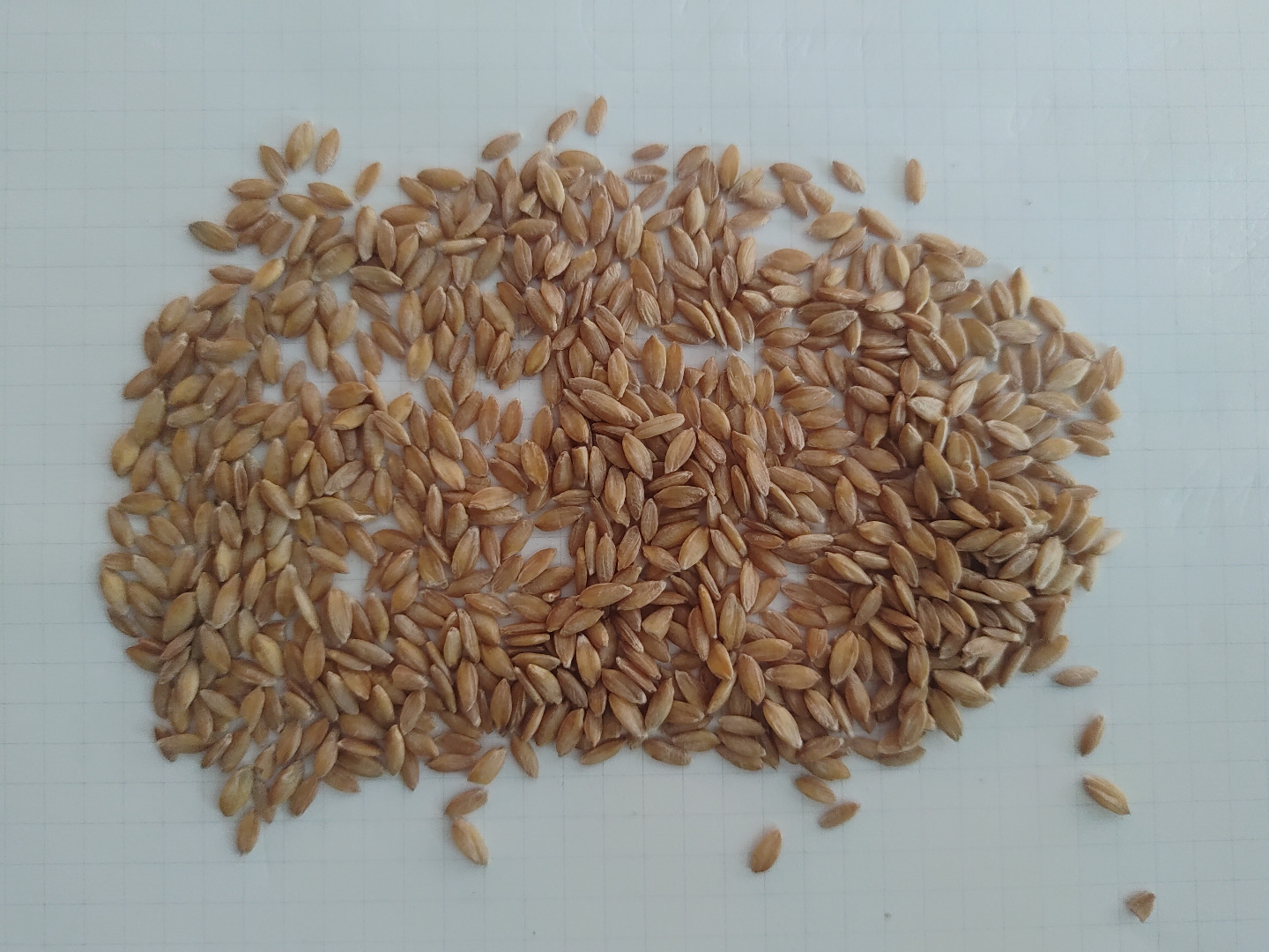 Einkorn ecológico pelado en big bag