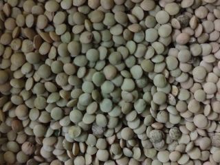 Lentejas ecológicas en big bags