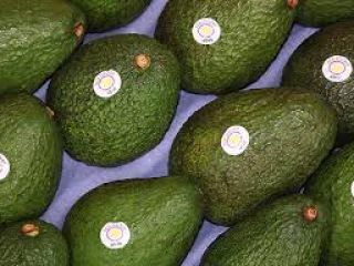 El envasado de los aguacates se realiza en cajas