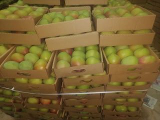 Algunas de las variedades de mango de Kenia que