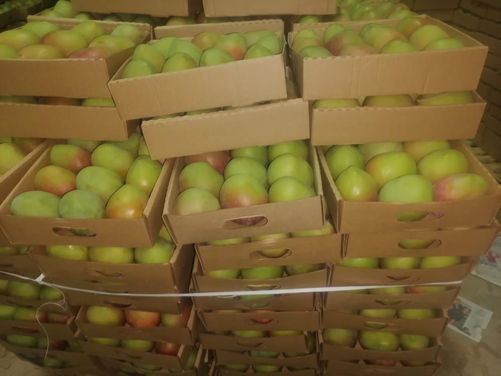 Algunas de las variedades de mango de Kenia que exportamos son: Apple Mango: una fruta madura de color amarillo anaranjado intenso con forma redonda, de tamaño