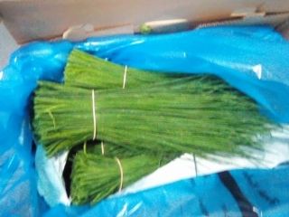Las plantas de cebollino producen hojas verdes largas, delgadas