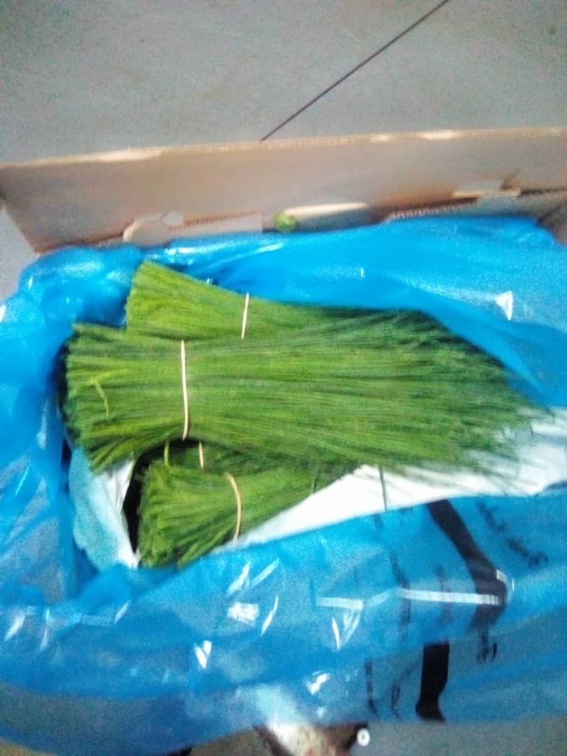 Las plantas de cebollino producen hojas verdes largas, delgadas y tiernas que crecen hacia arriba en racimos densos y flores moradas esféricas y puntiagudas