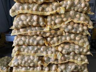 Vendo papas comestibles Gala soraya queen anne Big bag