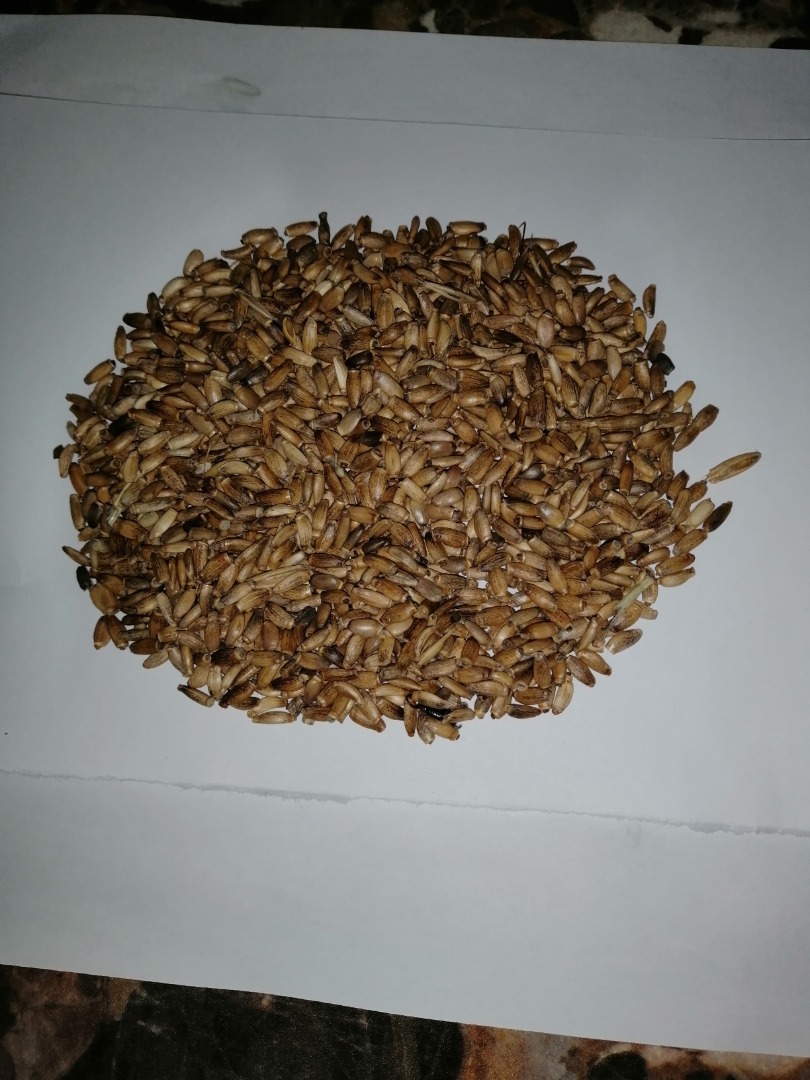 Venderé cardo mariano en una cantidad de aproximadamente 15 t de mi propia granja, contenido de humedad del 8%, pureza del 99%, cultivado sin desecación