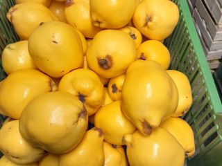 Venderé fruta fresca de membrillo. El membrillo está bellamente