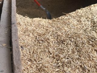 Triticale y centeno de avena de otoño de buena