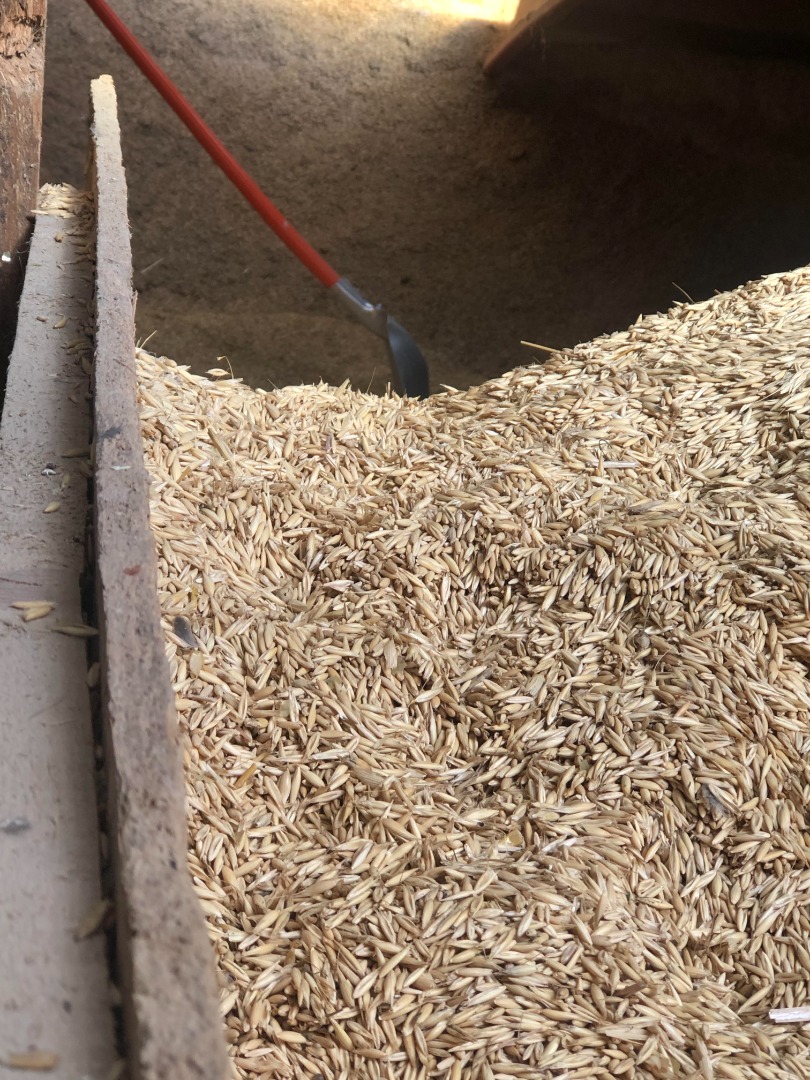 Triticale y centeno de avena de otoño de buena calidad a la venta