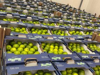 Limes Tahiti Precio EXW Rotterdam: 7 EUR/4,5 KG Marca: