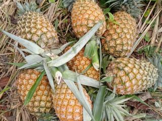 Venta de piñas suaves de Cayena. Actualmente tiene ~700,000