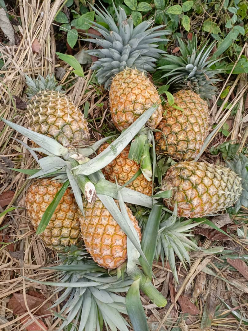 Venta de piñas suaves de Cayena