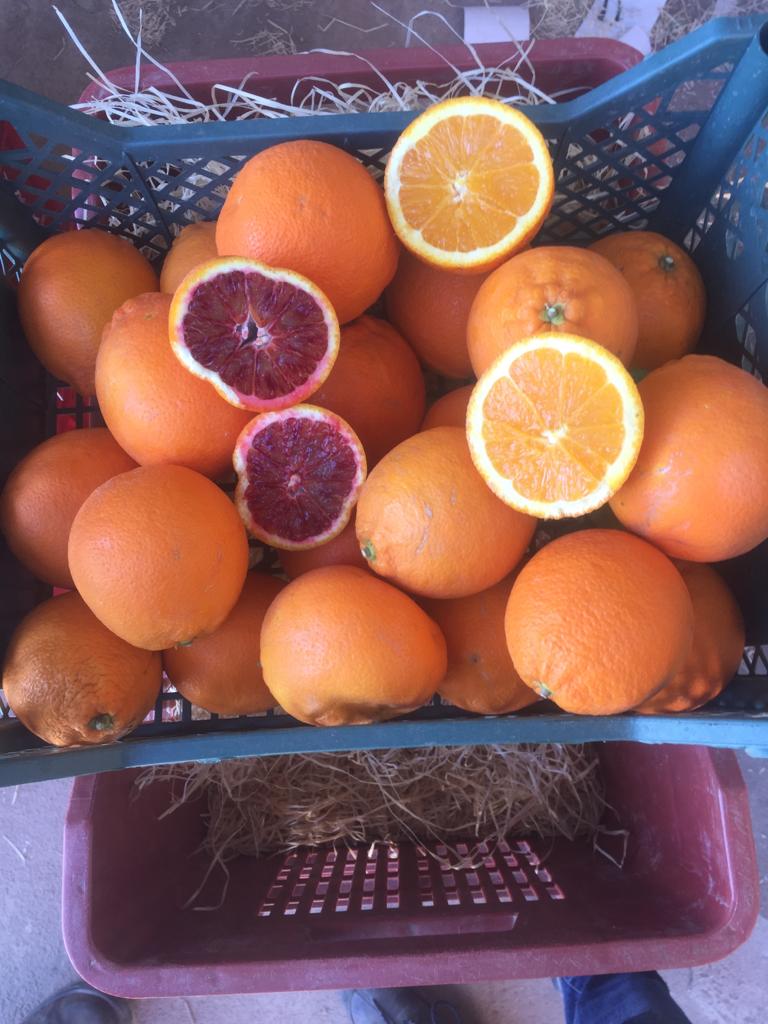 Vendo naranjas de pulpa roja