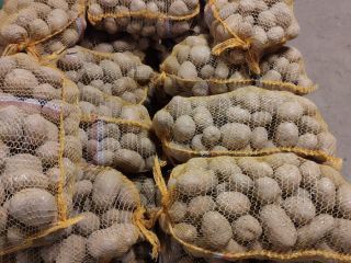 Vendo papas bellarosa rojas, gruesas, 10 toneladas aprox Empacado