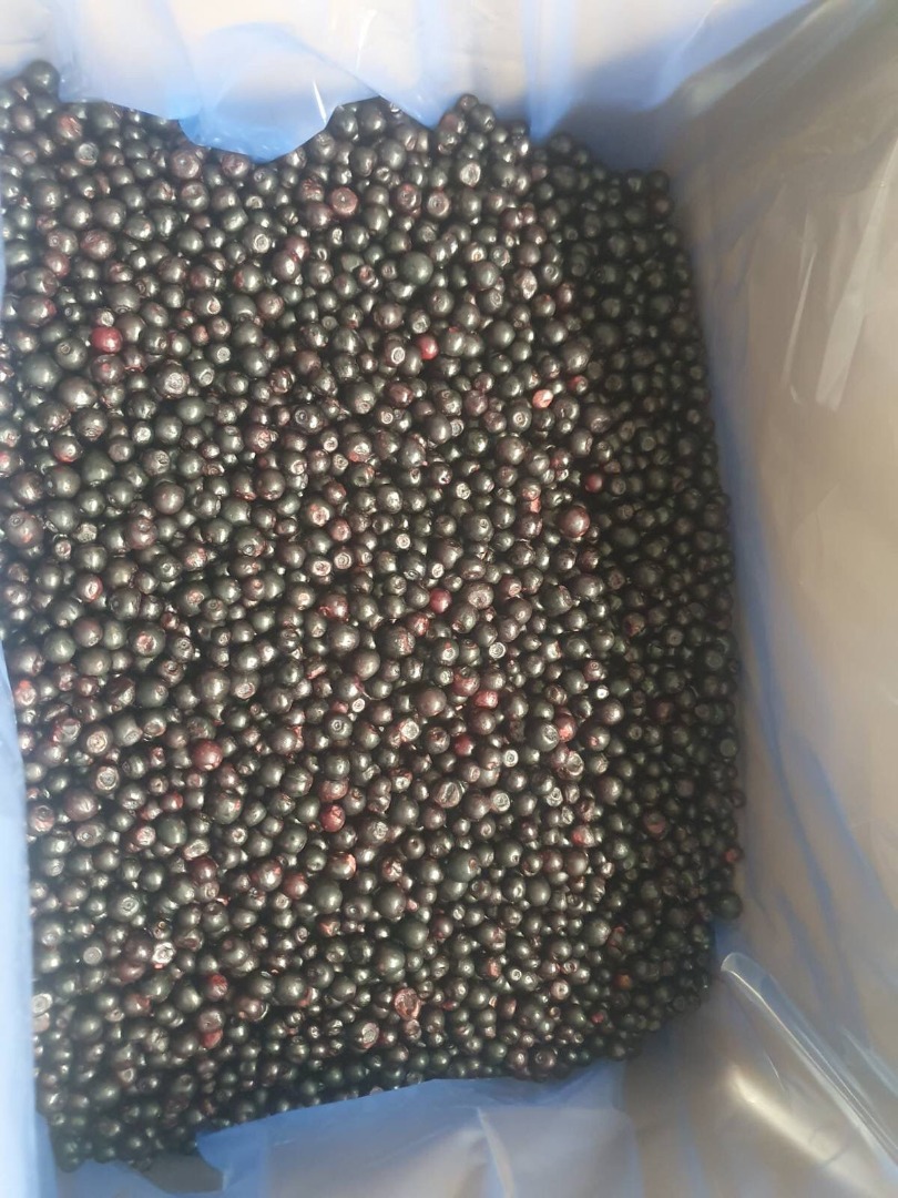 Tengo el honor de presentarles Arándanos silvestres congelados IQF (Vaccinium Myrtillus)