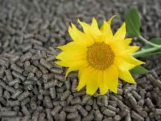 HARINA DE GIRASOL ALTA EN FIBRA - 50% -