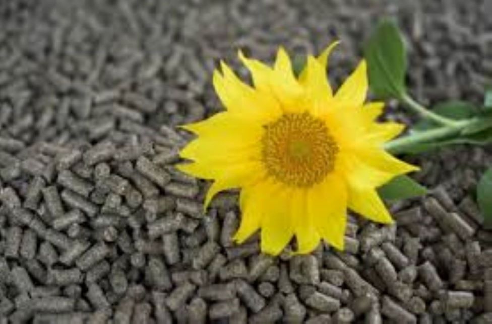 HARINA DE GIRASOL ALTA EN FIBRA - 50% - para rumiantes El uso de la cáscara de girasol permite obtener alimentos económicos para animales con altos índices de