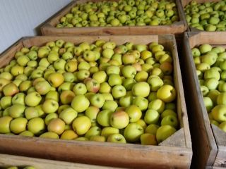 Venderé RedJonaprince, RedCap, Jeronimo, KingRoat, Szampion, Golden, Gala Must,