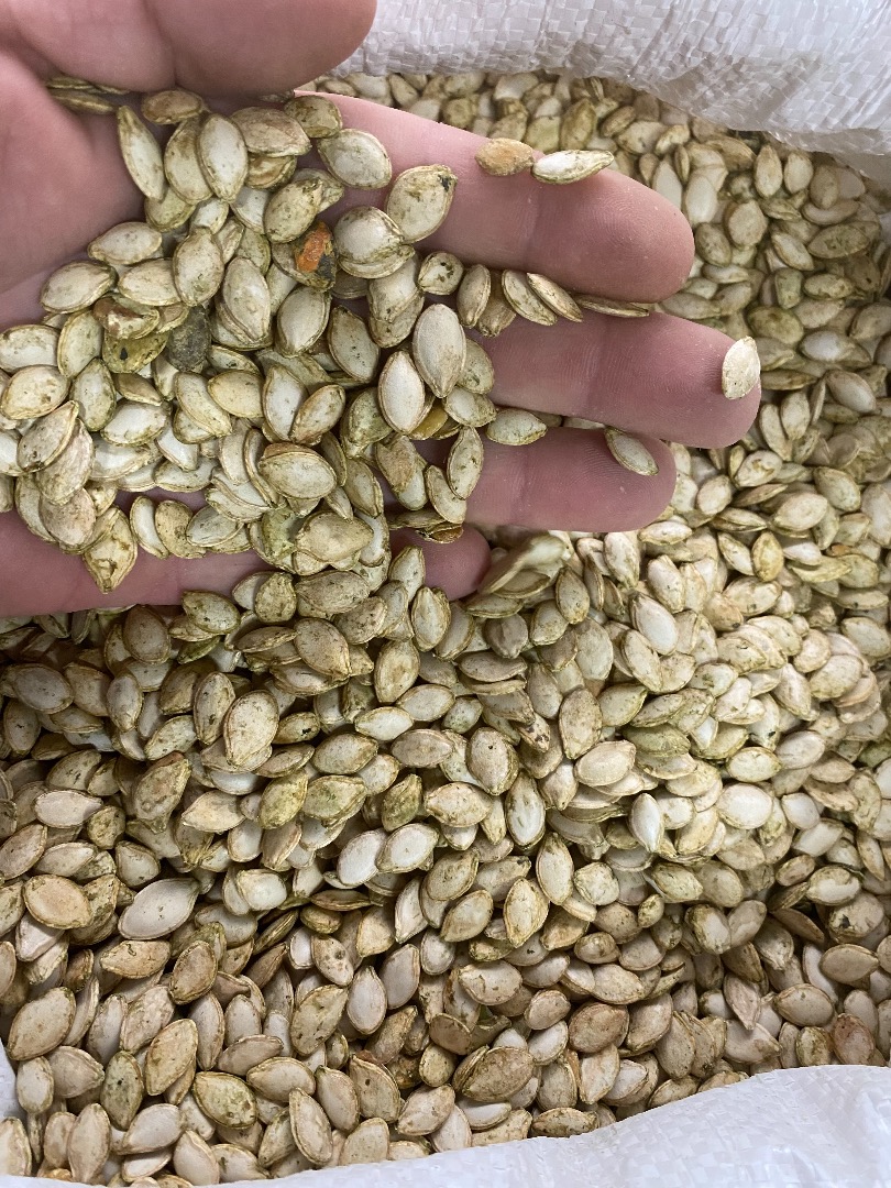 Venderé semillas de calabaza / kabaca