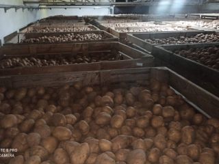 Hola. Tengo a la venta papas Denar, Sifra, Lili,