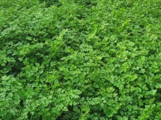 Perejil verde, cintura y hojas grandes. gran cantidad Productor