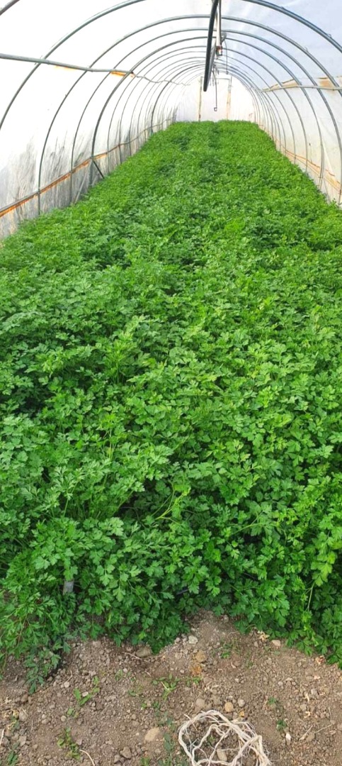 Perejil verde, cintura y hojas grandes