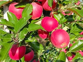 Venderé manzanas de KA Tengo un certificado IPO Prepararé