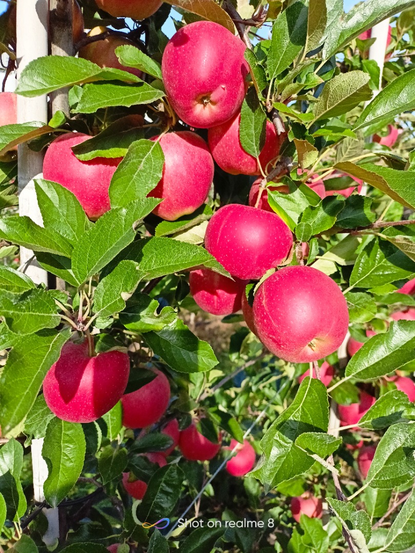 Venderé manzanas de KA Tengo un certificado IPO Prepararé en cualquier empaque Campeón de variedades Jonaprinc Gala Idared Mutsu