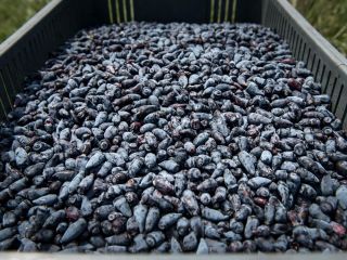 Tenemos a la venta bayas de Kamchatka orgánicas congeladas