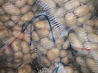 Venderé patatas Catania. Envasado en sacos de 15 kg
