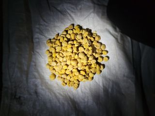 Se venden 300 kg de castañas seca.