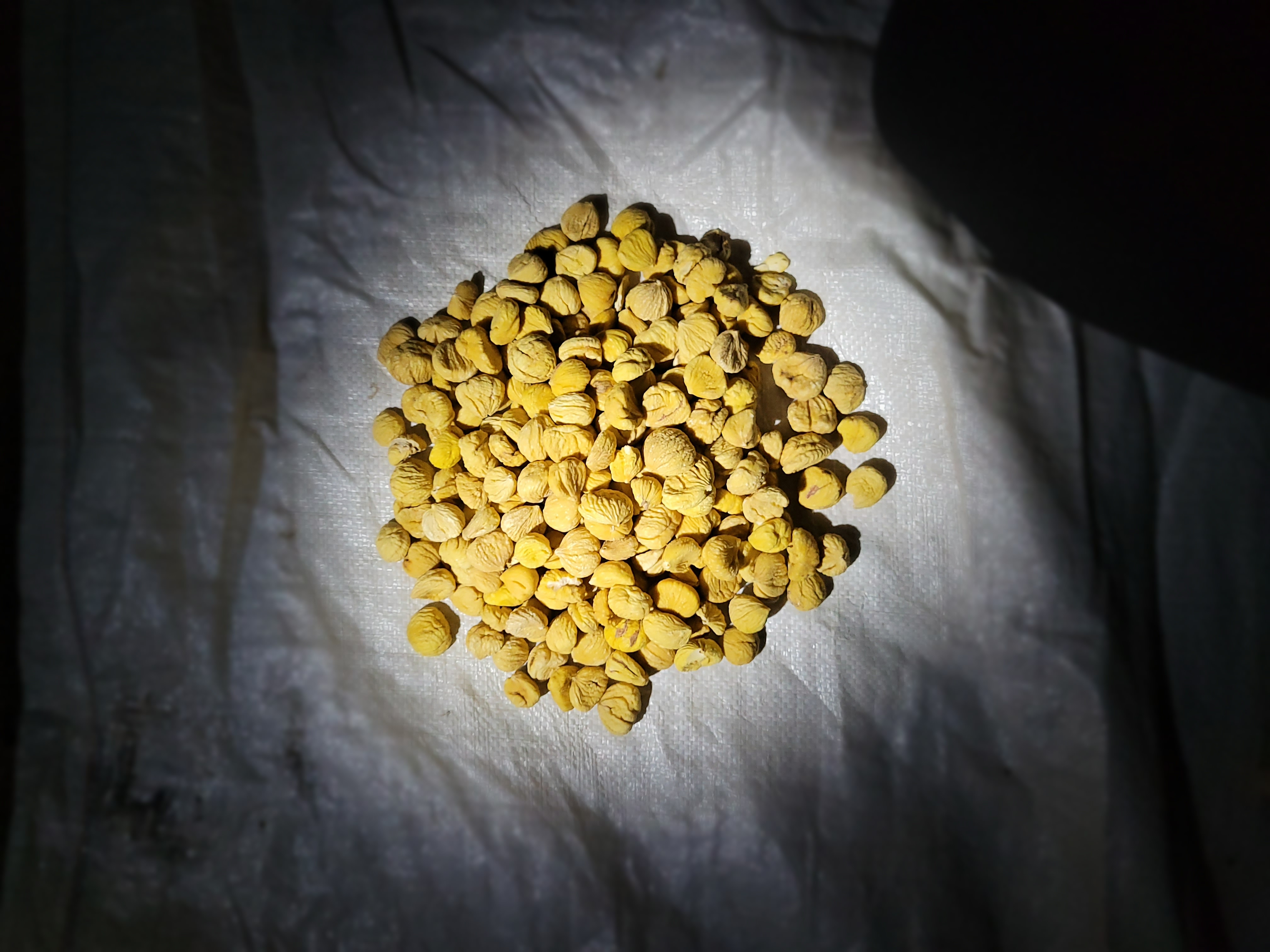 Se venden 300 kg de castañas seca
