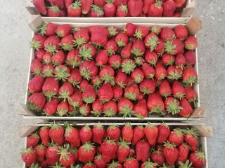 Estas fresas se cultivan en campo abierto y llegan