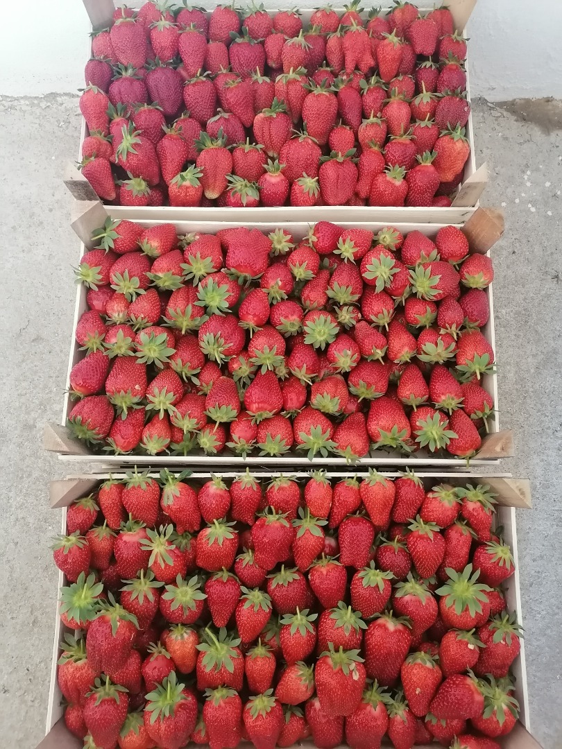 Estas fresas se cultivan en campo abierto y llegan a fines de mayo