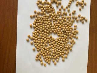 Venta de soja transgénica en big bag. País de