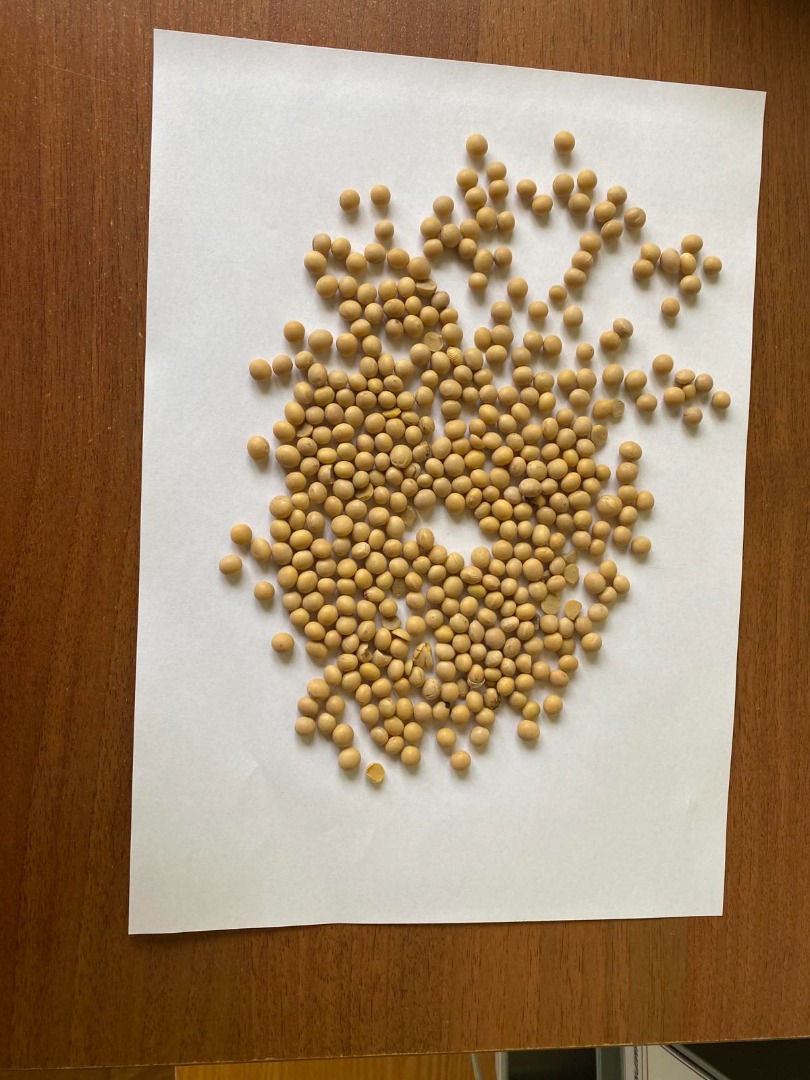 Venta de soja transgénica en big bag