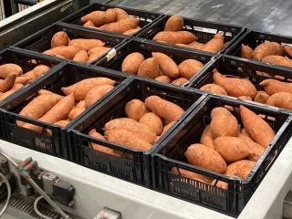 Batatas con la marca de calidad holandesa 'planeta-proof'. Actualmente
