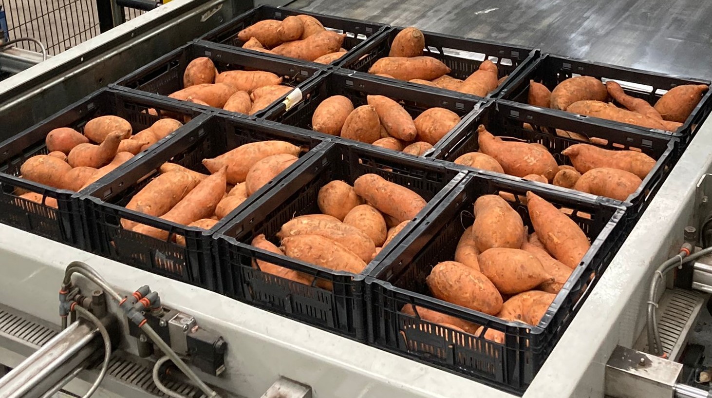 Batatas con la marca de calidad holandesa 'planeta-proof'